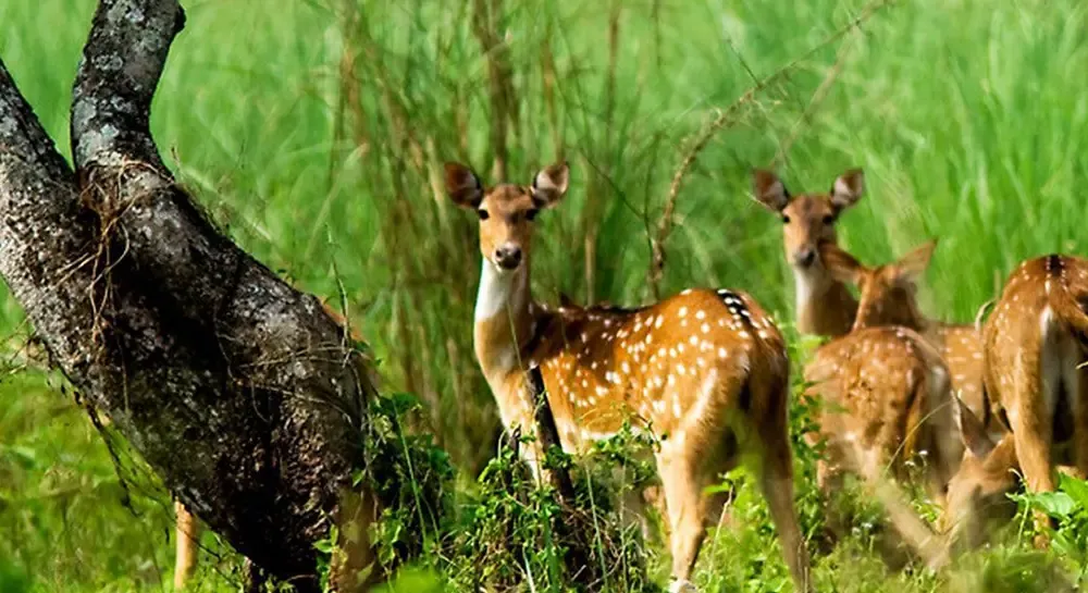 Chitwan Jungle Safari Tour- 2 Nights 3 Days - Photo 2